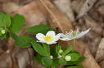 Eastern false rue anemone